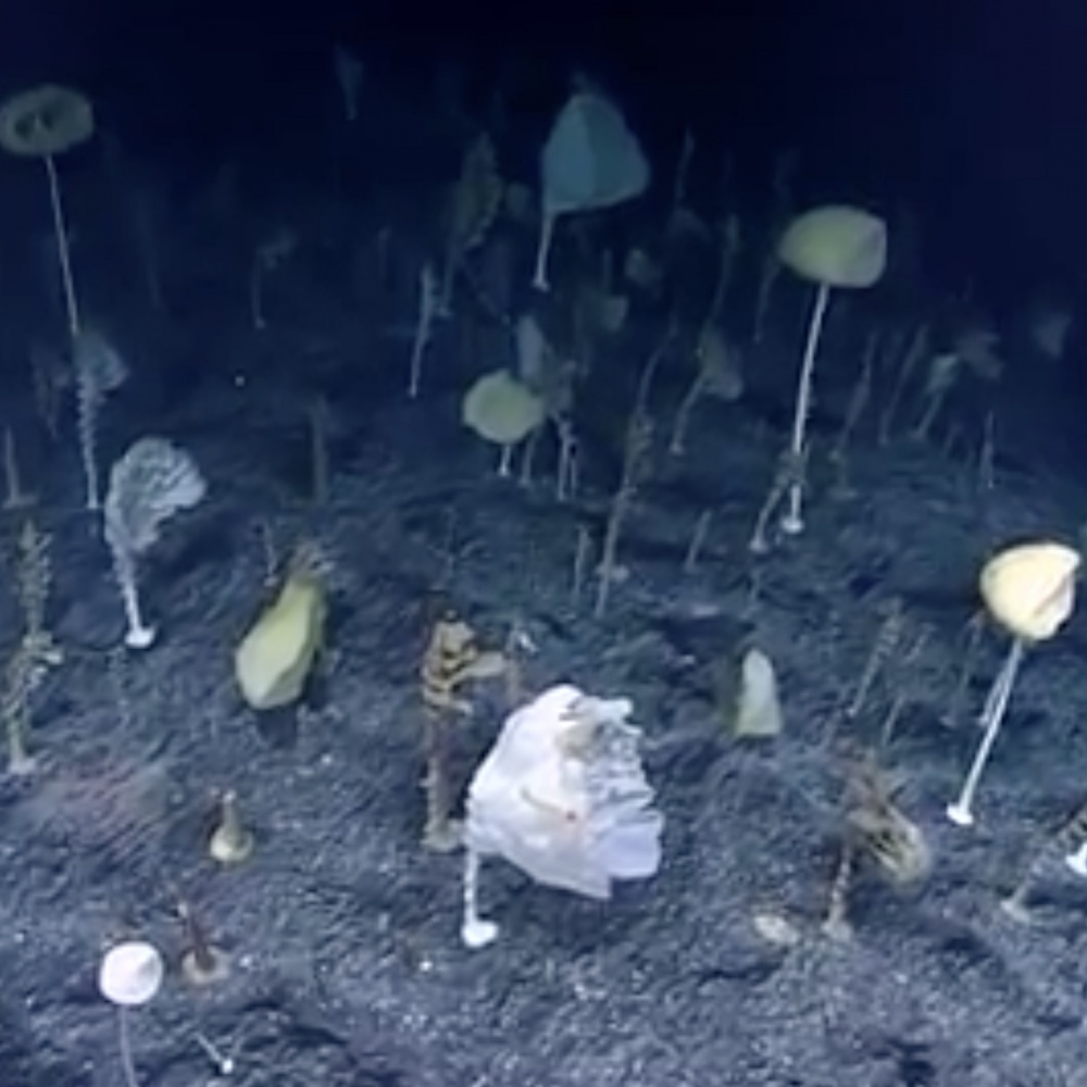  Una camera subacquea immortala le profondità dell'oceano Pacifico