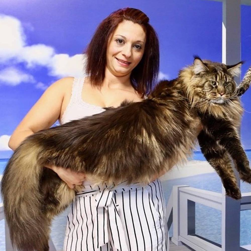 È italiano il gatto più lungo del mondo, misura 120 cm