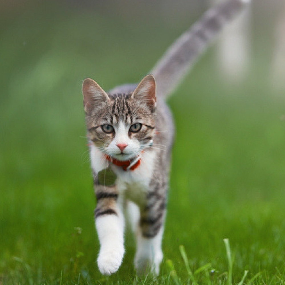 Anche i gatti riconoscono quando li chiamiamo per nome