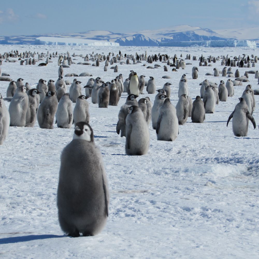 Antartide, cambiamenti dell'ecosistema minacciano i pinguini