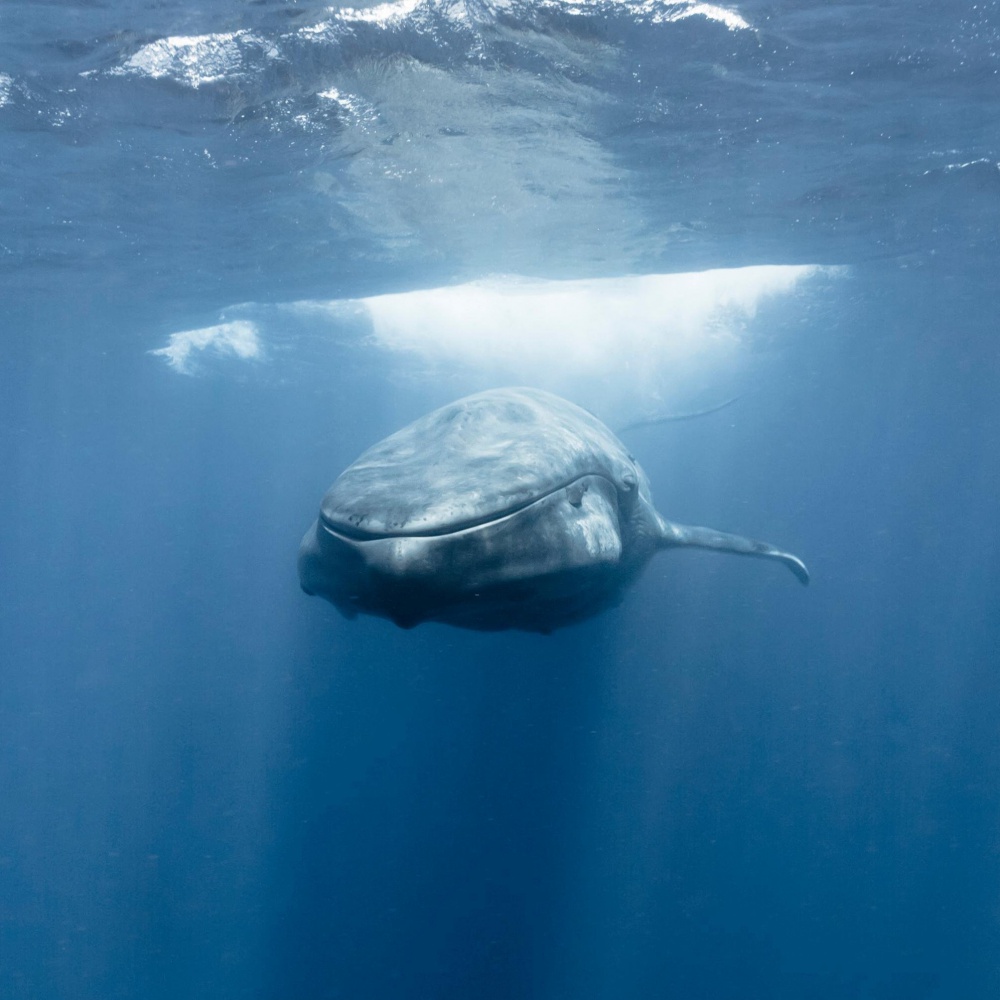 Antartide, droni spiano le balene per carpirne i segreti