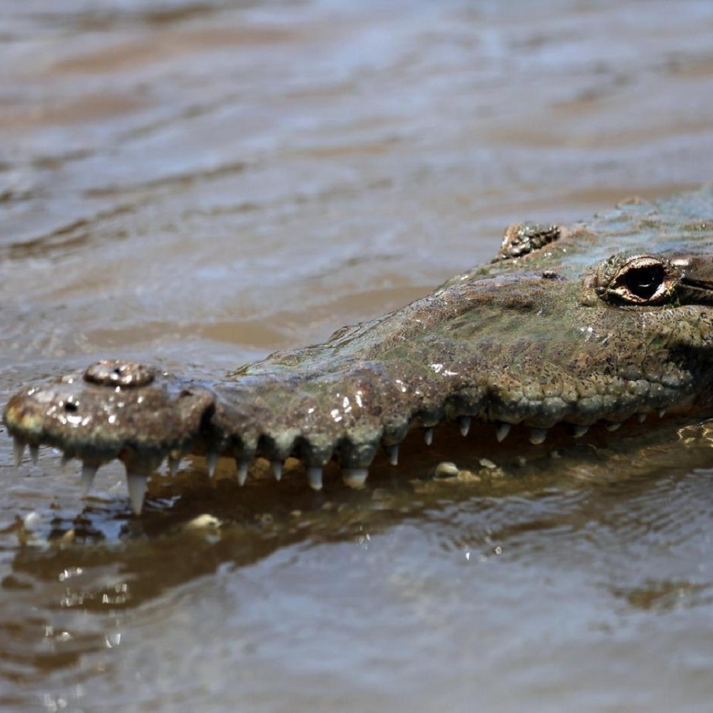 Australia, inondazioni record, coccodrilli nelle strade