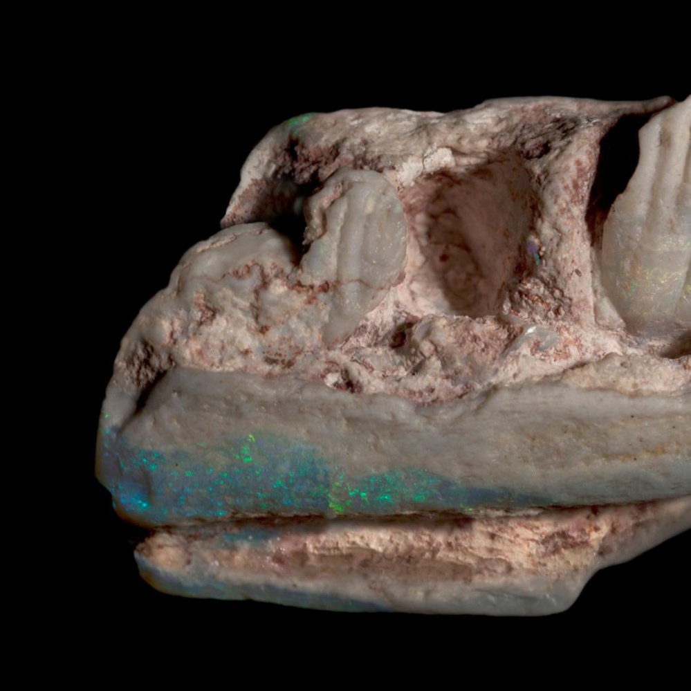 Australia, trovati i resti di una nuova specie di dinosauro