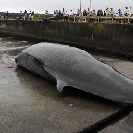 Brasile, trovata una balena jubarte in un bosco