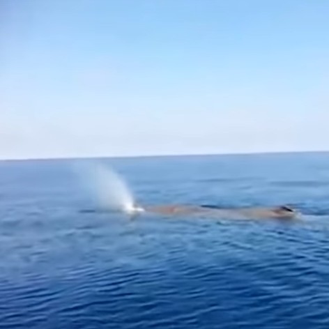 Calabria, balena avvistata in mare, il video