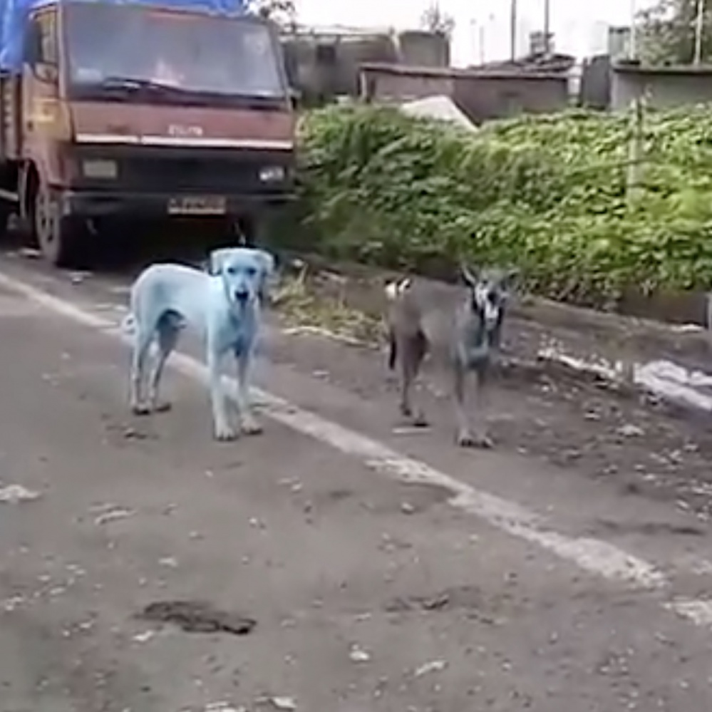 Cani “blu” dopo aver nuotato in un fiume inquinato