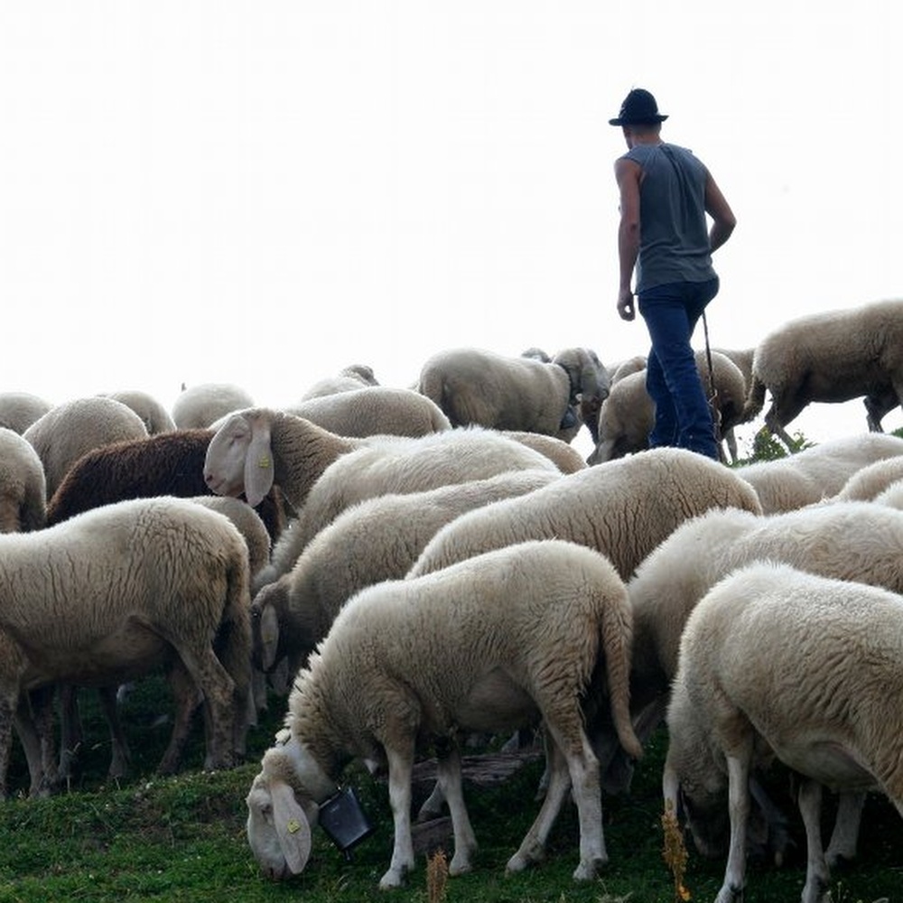 Caporalato, pastore 20enne ridotto in schiavitù, due arresti