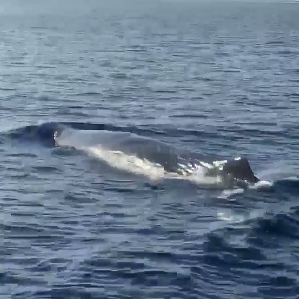 Capri, in video l'incontro con un capodoglio