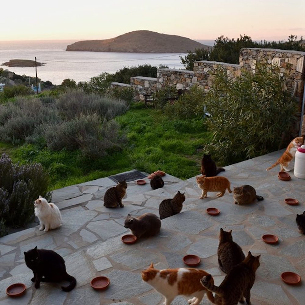 Cercasi accarezzatore di gatti in Grecia, boom di curricula