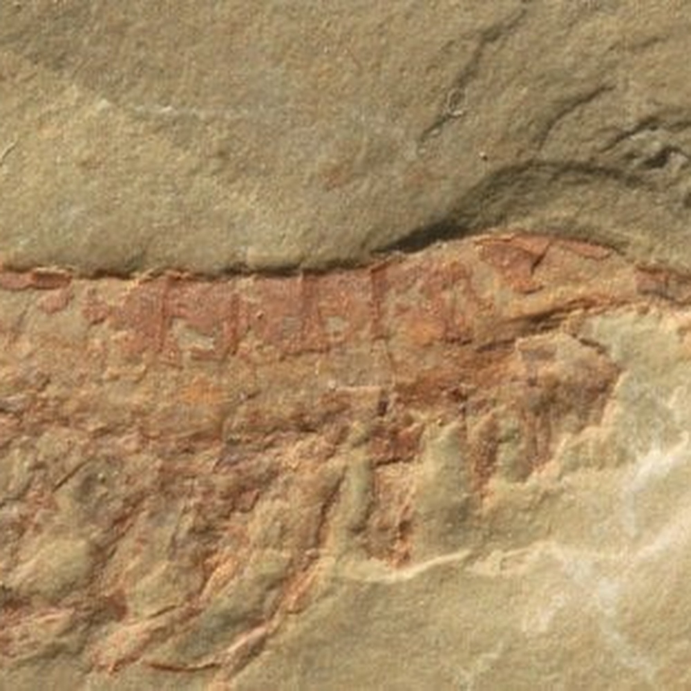 Cina, ricercatori scoprono fossile di 550 milioni di anni