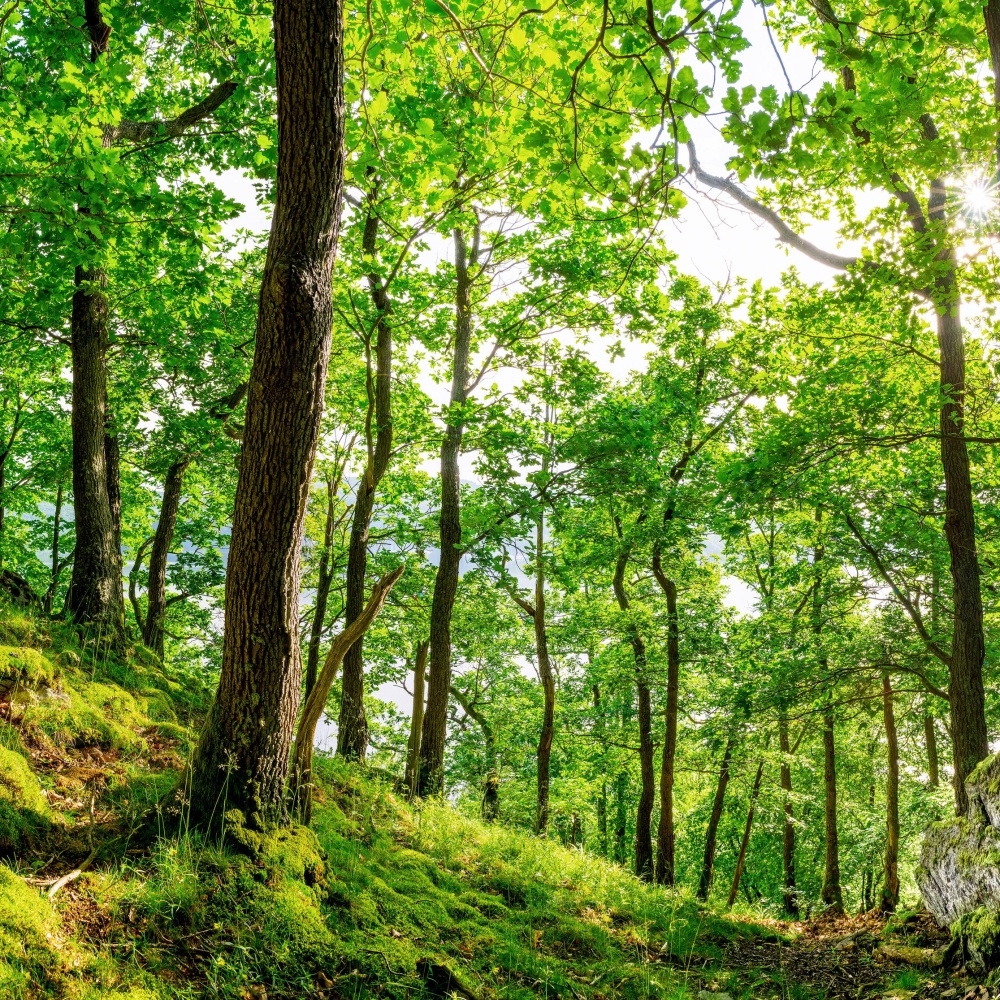 Clima, entro il 2100 gli alberi saranno più grandi per la CO2