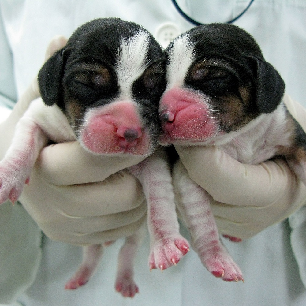 Corea, clinica specializzata in clonazione di cani