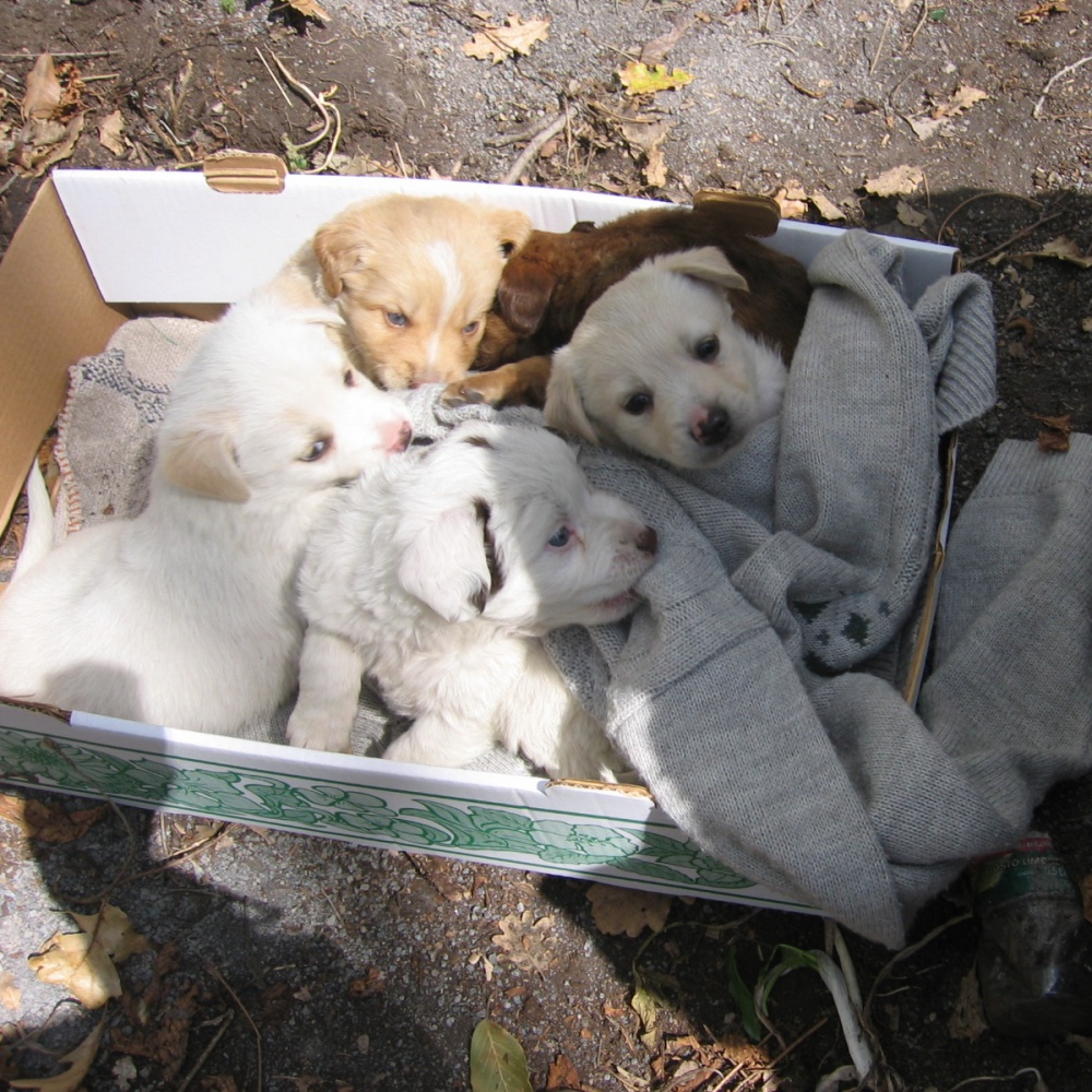 Cuccioli di cani feriti e denutriti, sequestrato allevamento