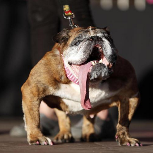 Curiosità, il cane più brutto del mondo è un bulldog inglese