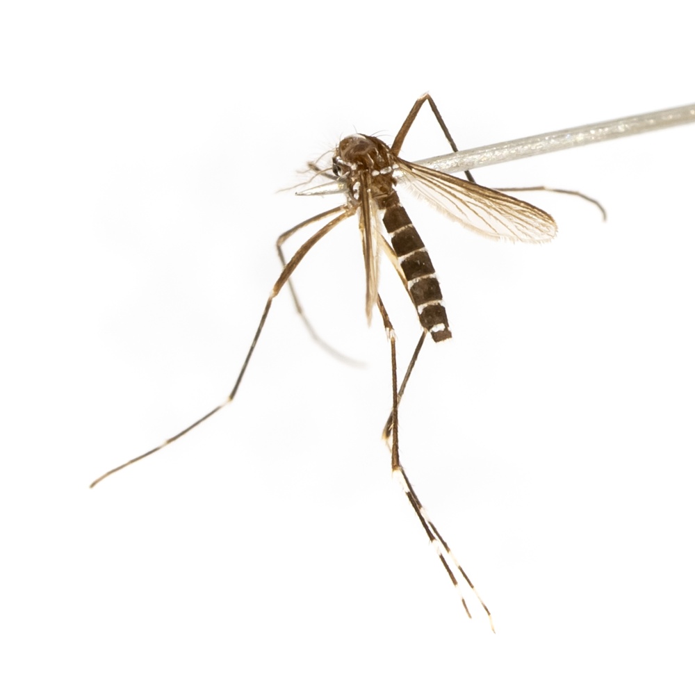 Dengue, aumento i casi di infezioni in Italia