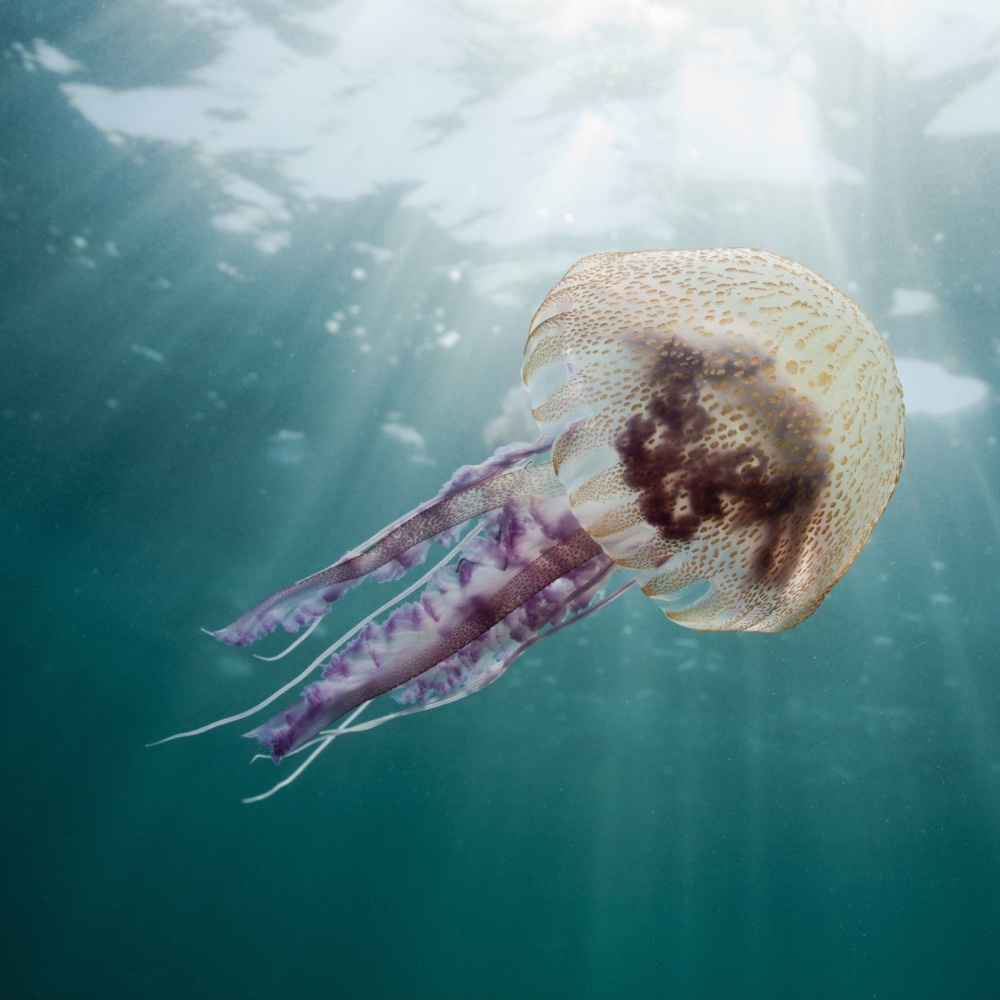 Dopo il contatto con una medusa basta l'acqua calda