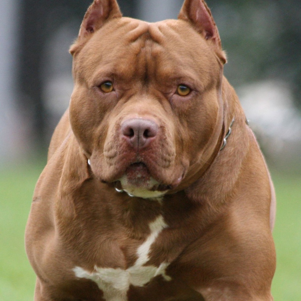 Due bambini azzannati da pitbull in Brianza, morsi a volto e corpo