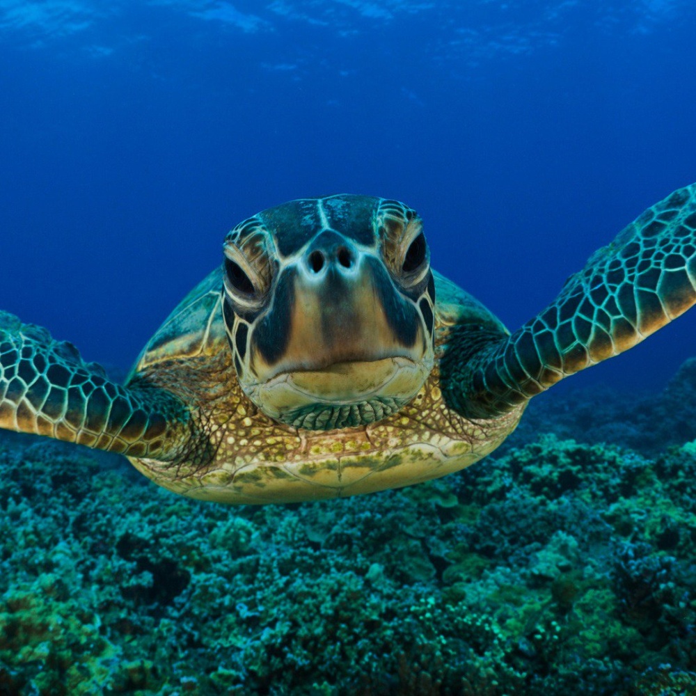 Oggi è la giornata mondiale delle tartarughe marine