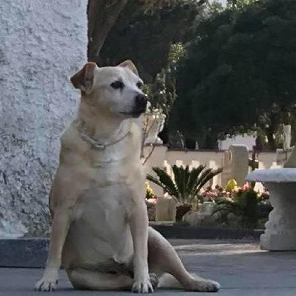 E' morto il cane che da anni vegliava sulla tomba del padrone