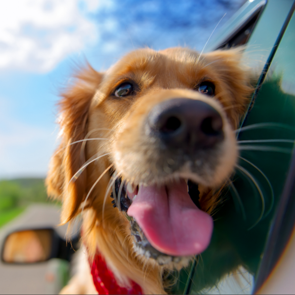 Estate 2019, partenze con bollino nero e animali a bordo