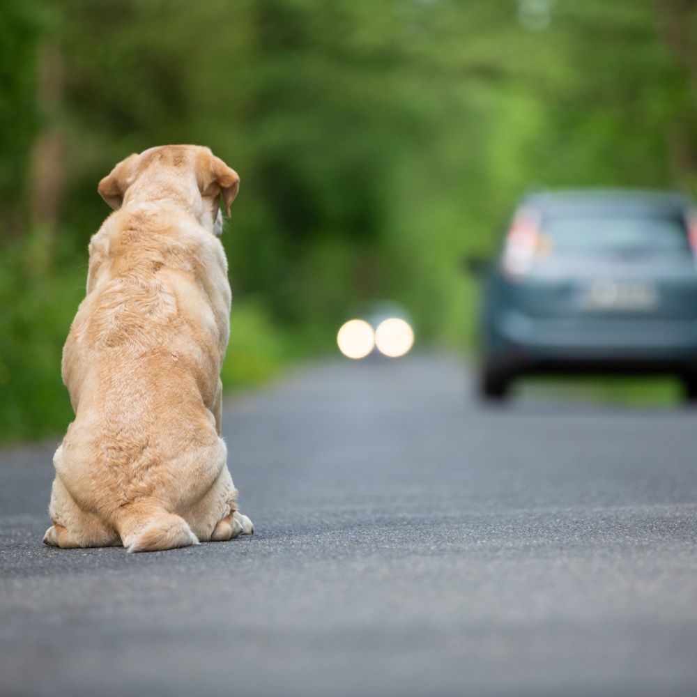 Estate, aumentano le denunce per abbandono animali