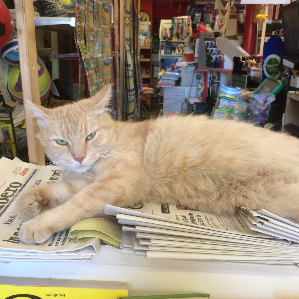 Firenze, addio a Nando, gatto edicolante star del web