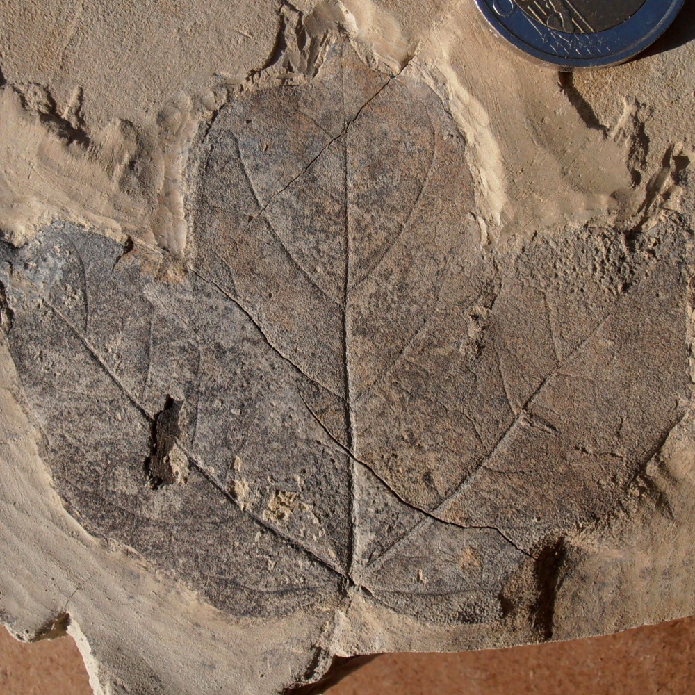 Foglie fossili raccontano 7.000 anni di piogge e siccità