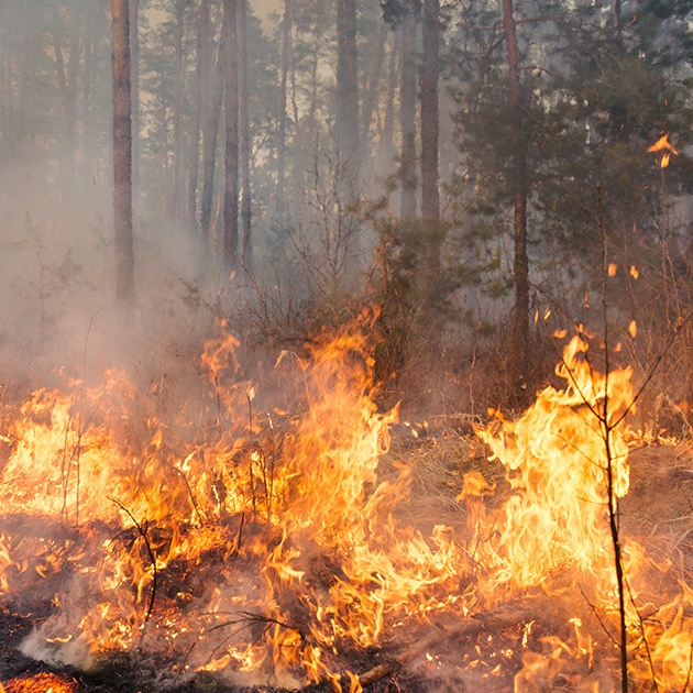 Francia, furioso incendio devasta oltre 900 ettari di bosco