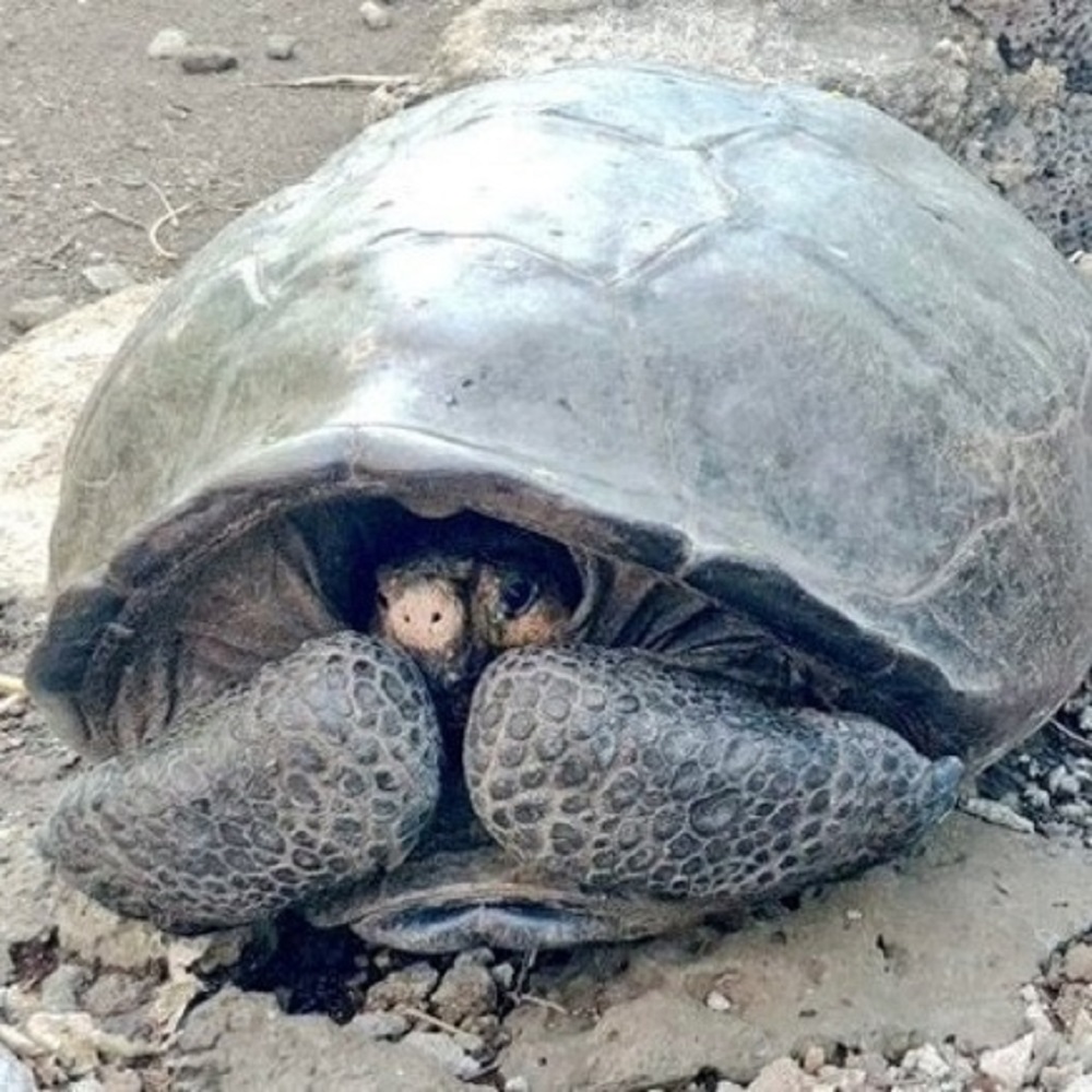 Galapagos, ritrovata tartaruga gigante ritenuta estinta