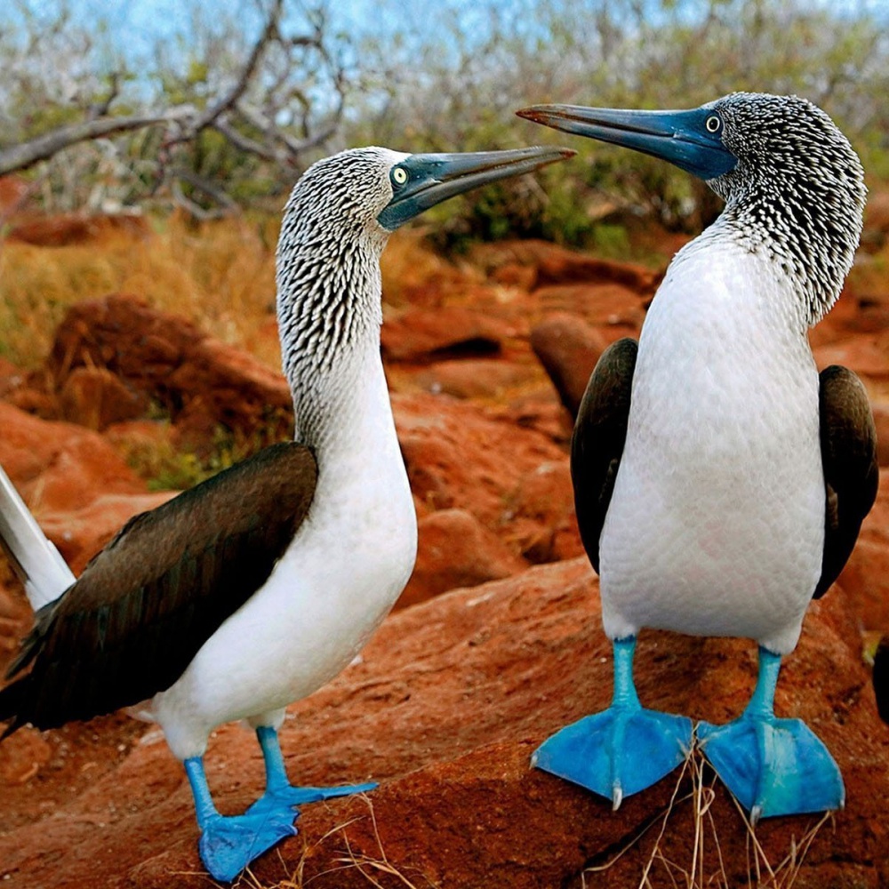 Galapagos, vietati i fuochi d'artificio per proteggere gli animali