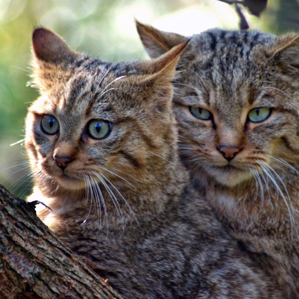 Gatto, oggi si celebra in Italia la giornata nazionale