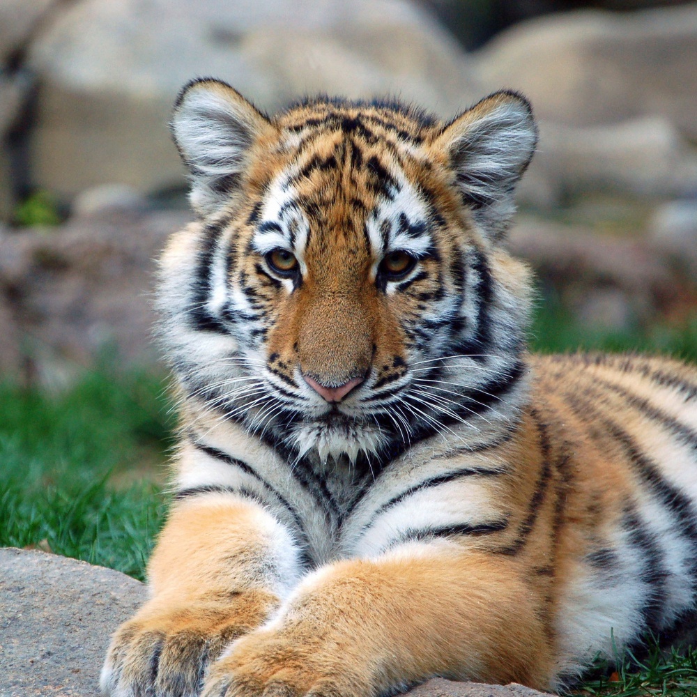 Gb, tigre uccisa dal compagno appena arrivato allo zoo