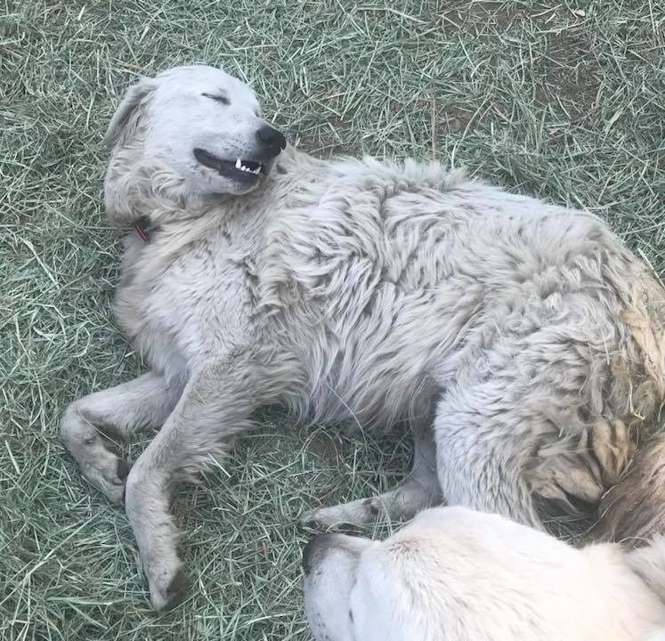 Gentilmente, il cane che ha commosso il mondo