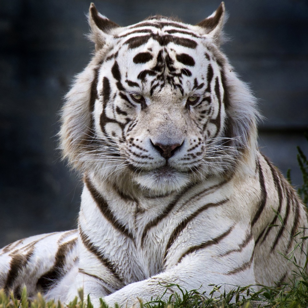 Giappone, guardiano di uno zoo sbranato da una tigre bianca