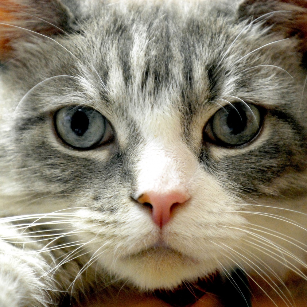 Giornata mondiale del gatto, l'alfabeto dei mici, ecco come capirlo