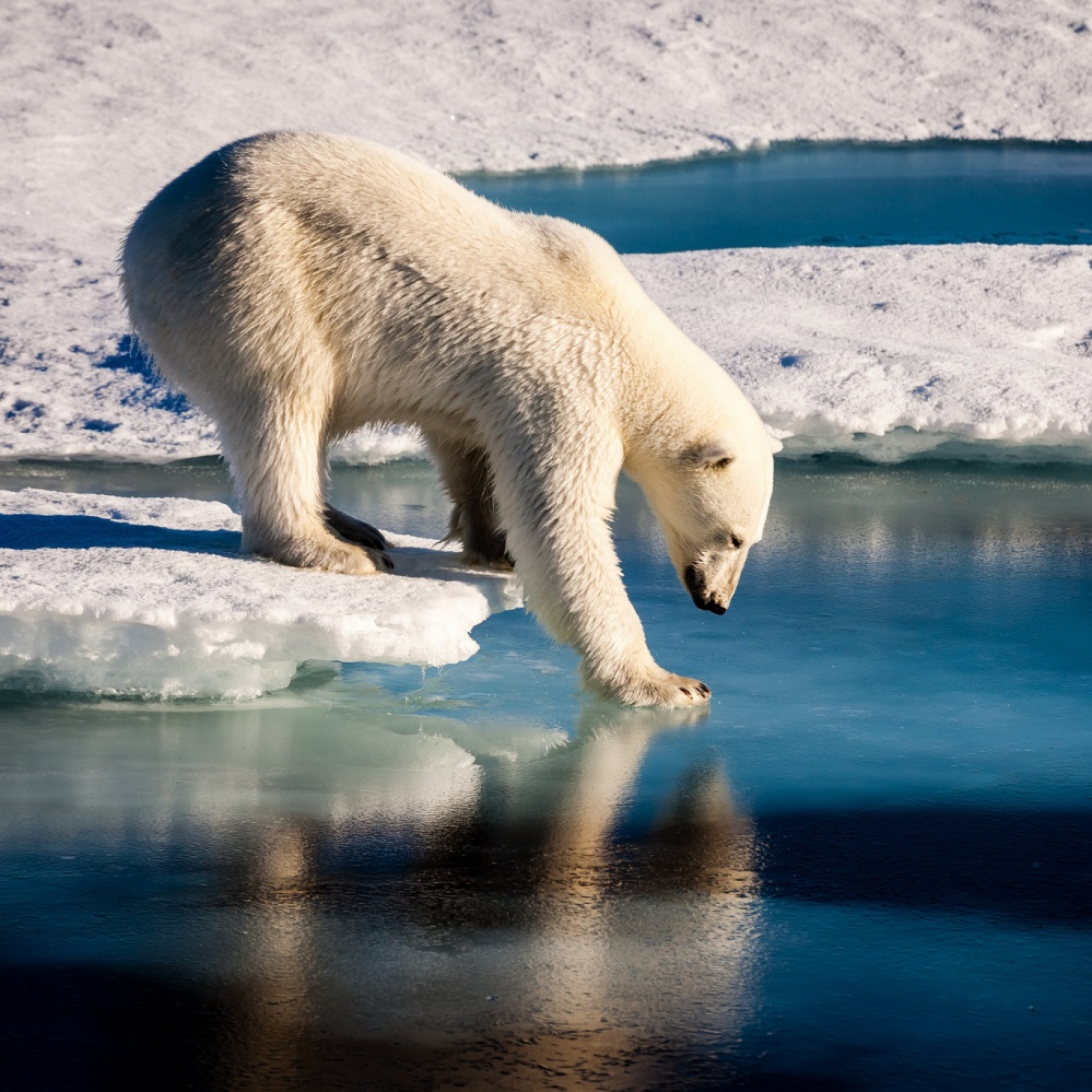 Giornata mondiale dell'orso polare, l'appello del WWF