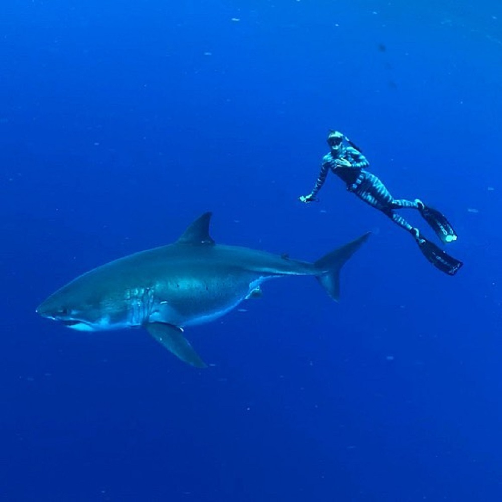 Hawaii, avvistato il più grande squalo bianco del mondo