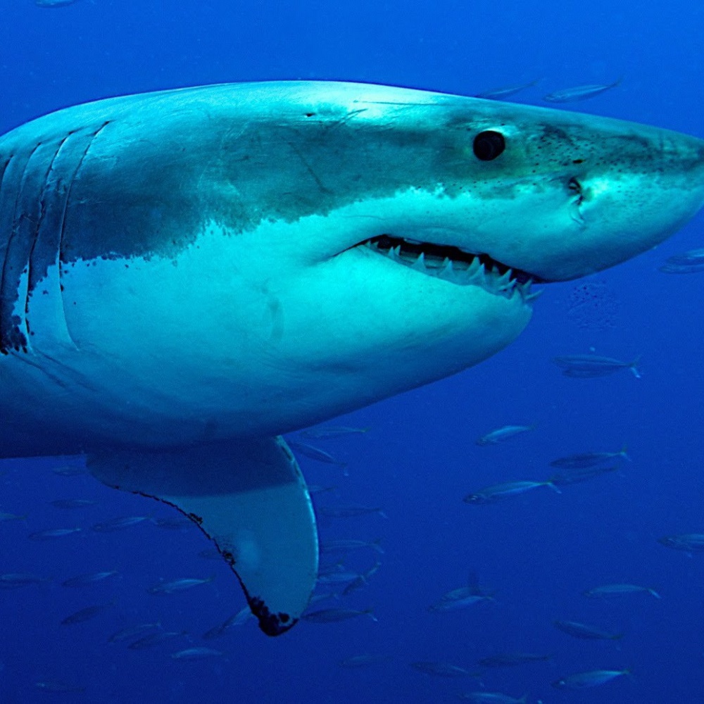 Hawaii, vogliono vietare l'uccisione degli squali