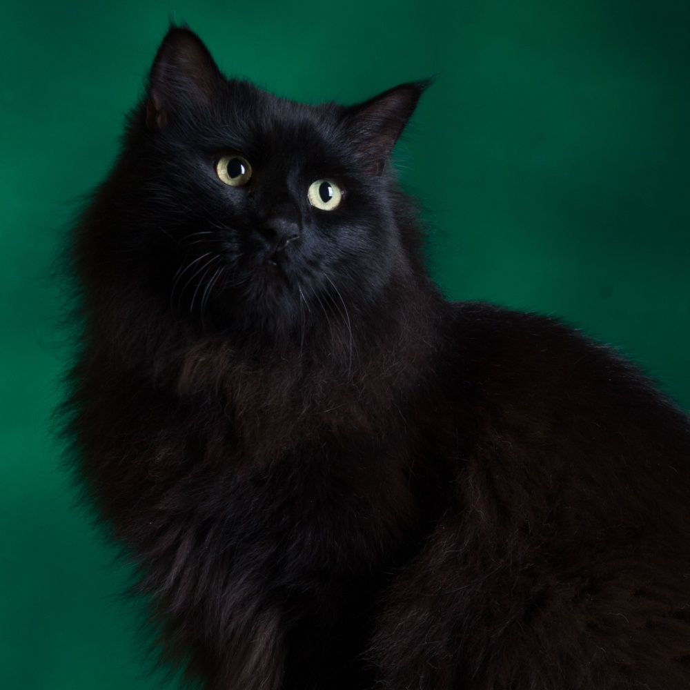 Il 17 novembre è la giornata mondiale del gatto nero