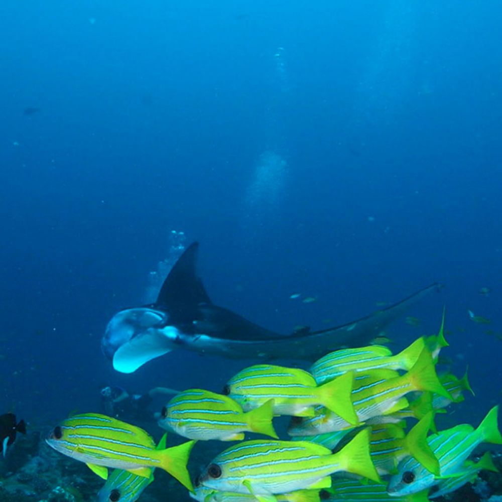 Il calore provoca forti cambiamenti dell'ecosistema marino