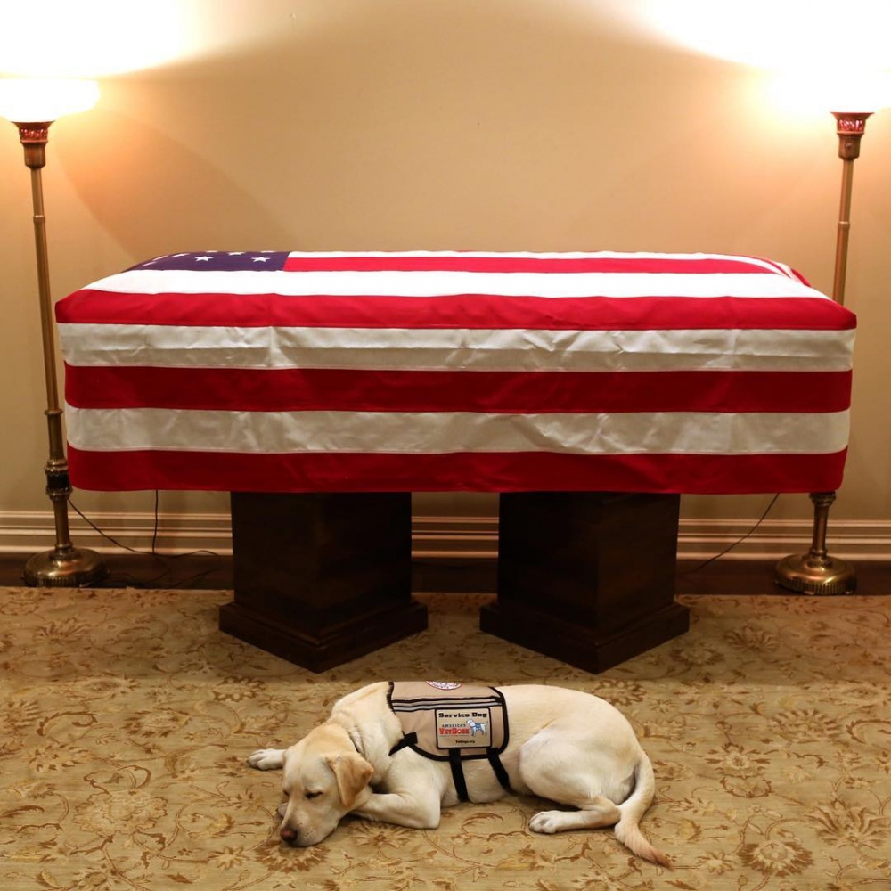 Il cane di George H. W. Bush, Sully, veglia il suo presidente