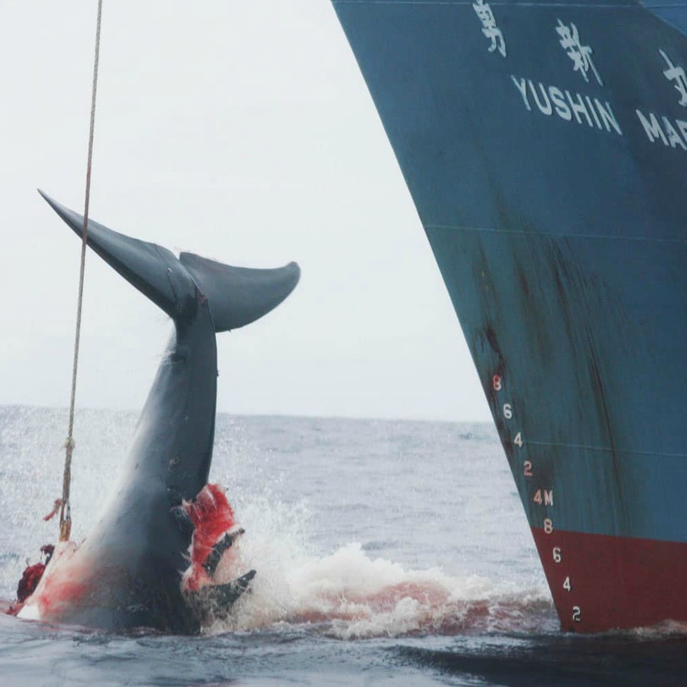 Il Giappone riprende la caccia alle balene ed è subito polemica