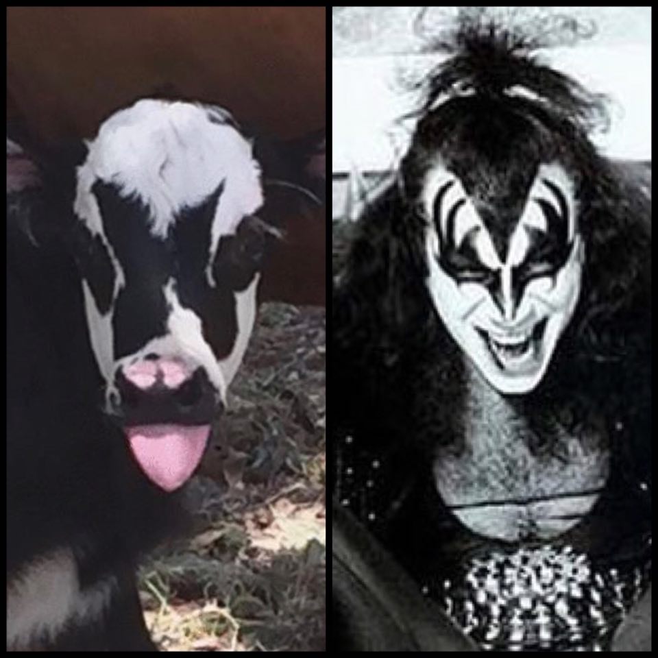 In Texas è nato un vitello identico a Gene Simmons