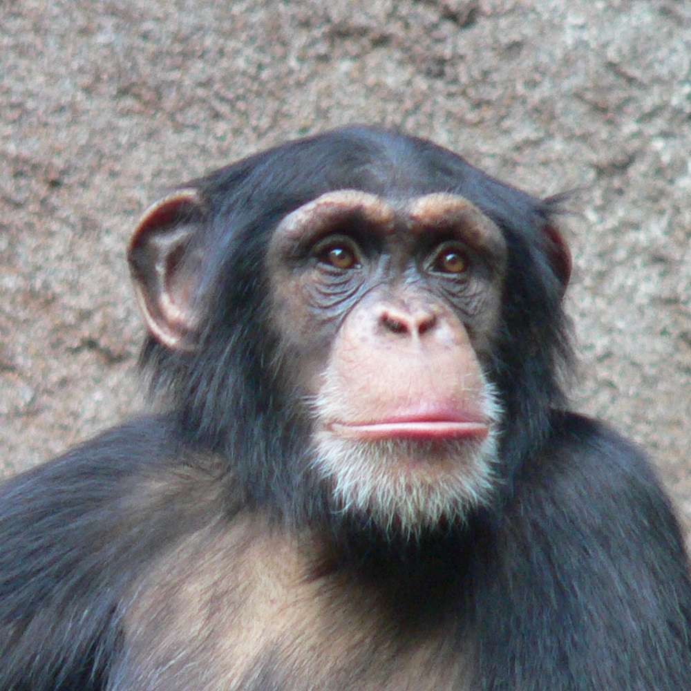 India, compie 58 anni Rita, la scimpanzé più vecchia