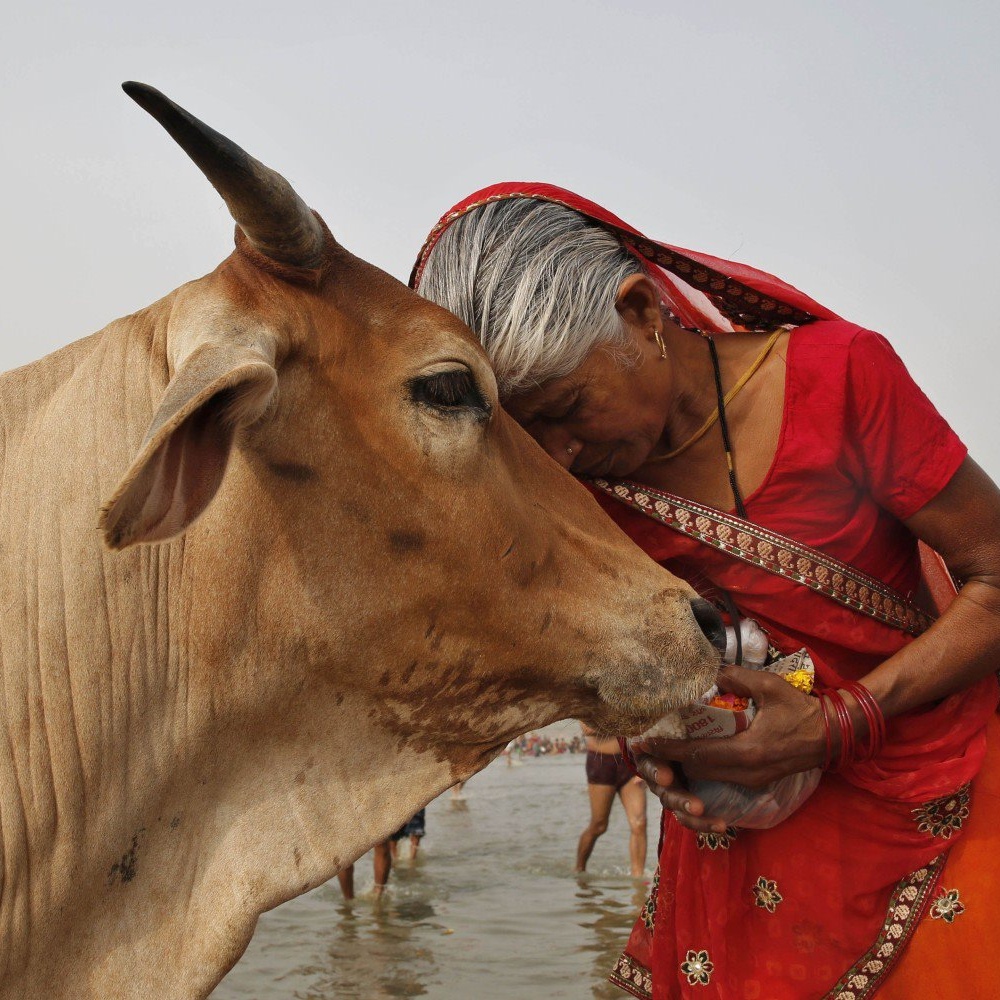 India, tre uomini linciati per aver maltrattato mucche