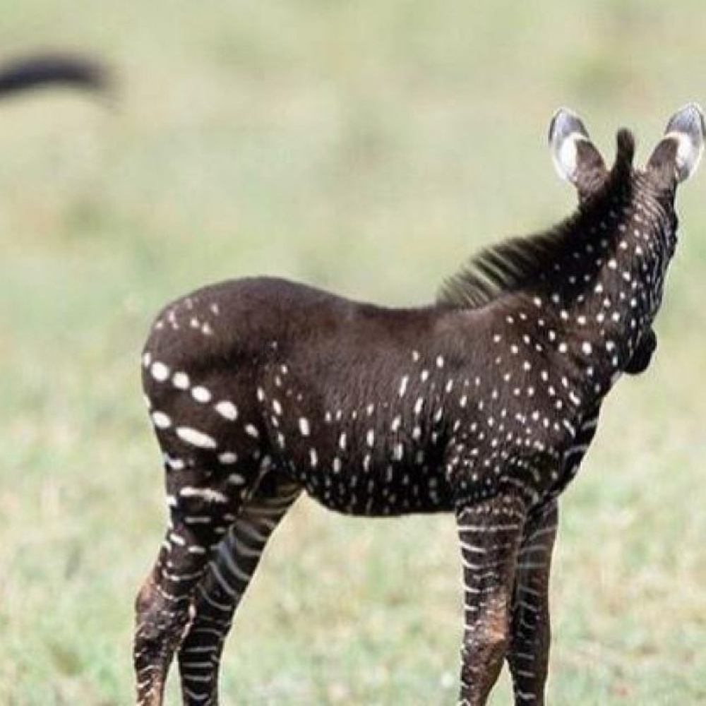 Kenya, avvistato cucciolo di zebra a pois