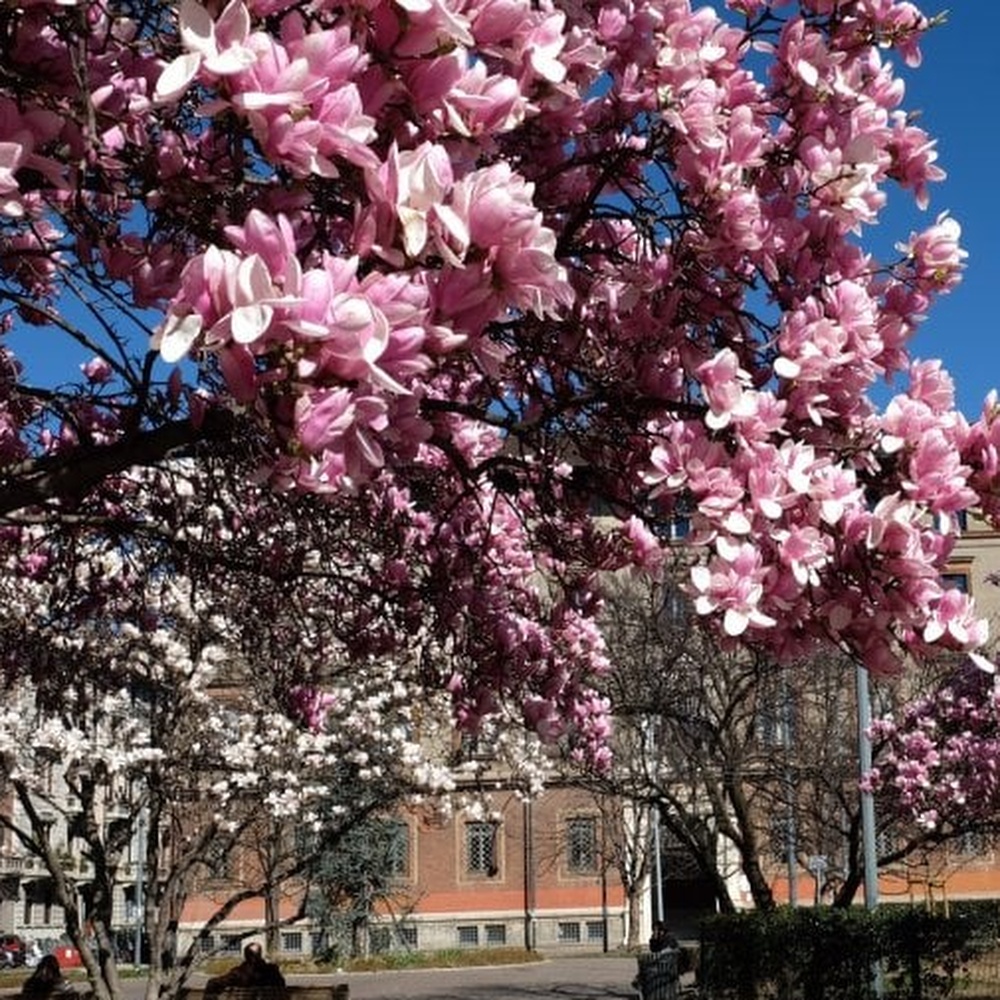 La magia degli alberi in fiore che danno colore alla primavera