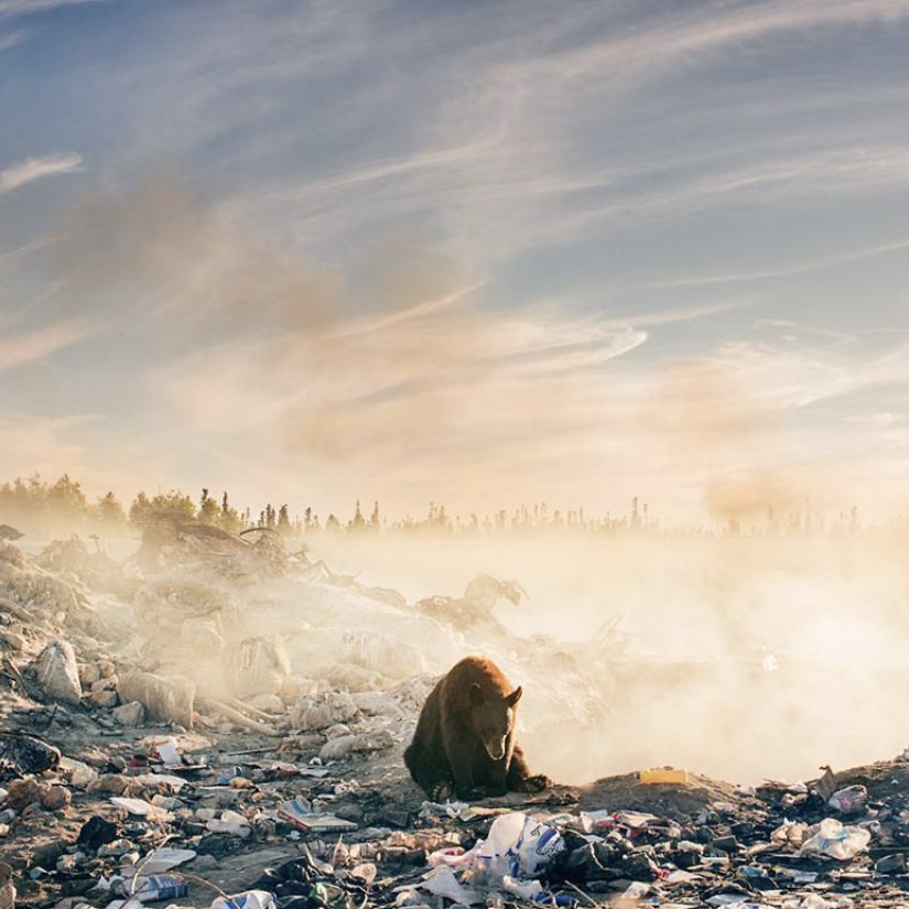 L’orso circondato dai rifiuti in Canada: la foto shock
