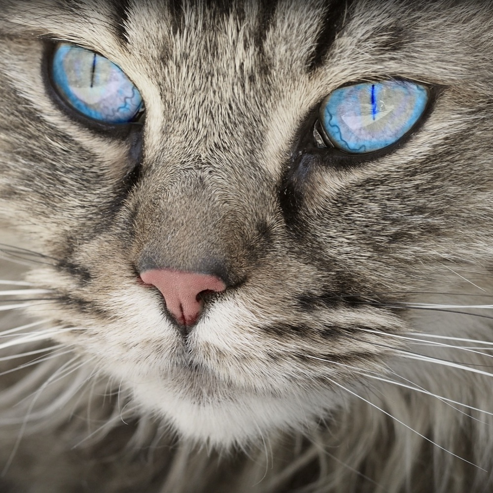 Lombardia, gli animali potranno essere sepolti con i padroni