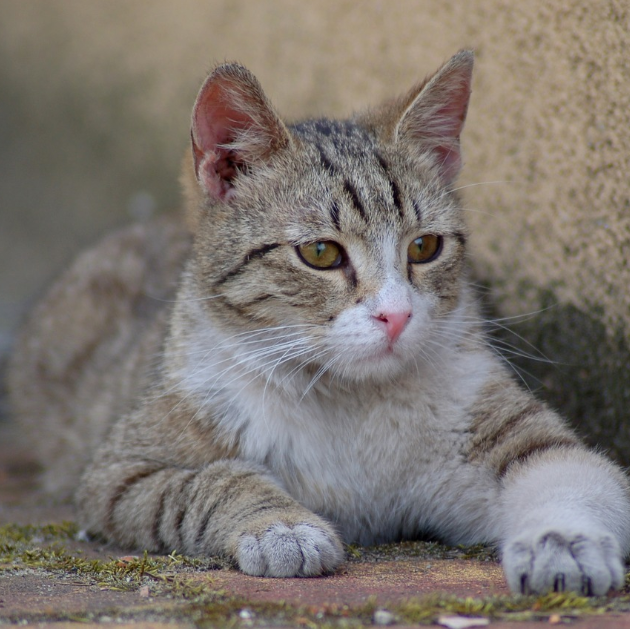 Lombardia, killer dei gatti in azione, indaga la Procura